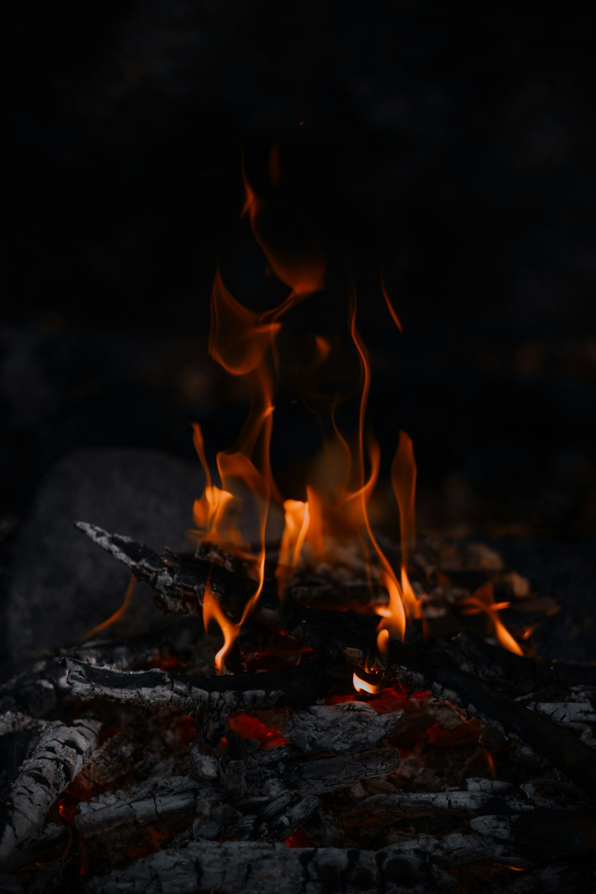 Bohemian Grove : Le Camp d&rsquo;Été Secret des Présidents et des Milliardaires