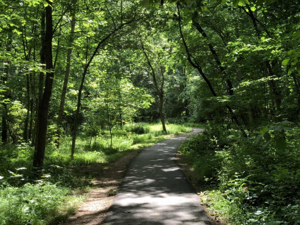 Sentier de terre traversant un sous-bois calme, lumi&egrave;re filtr&eacute;e par les branches